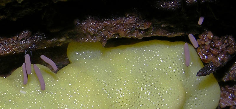 Dal bianco al viola..